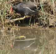 Polla d'aigua (Gallinula chloropus)