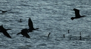 Corb Marí gros (phalacrocorax carbo)