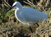 Martinet blanc.