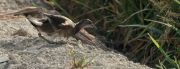 Polla d'aigua jove (Gallinula chloropus)