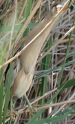 Martinet menut (Ixobrychus minutus)