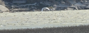 Agró blanc (Ardea alba)