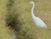 Agró blanc (Ardea alba)