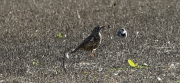 Griva (Turdus viscivorus)