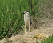 Martinet de nit (Nycticorax nycticorax)  Ardeidae