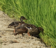 Femella d'ànec collverd  amb dos immaturs (Anas platyrhynchos).