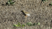 Titella  (Anthus pratensis)