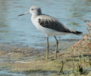 Gamba verda (Tringa nebularia)