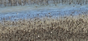 Cadernera (Carduelis carduelis)