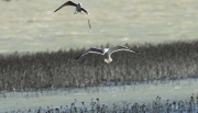 Gavià argentat (Larus michahellis)