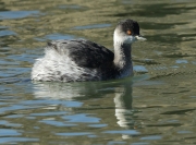 Cabussó collnegre.