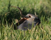 Agró roig (Ardea purpurea)