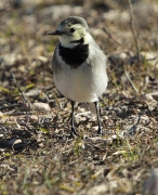 Cuereta blanca vulgar (Motacilla alba)