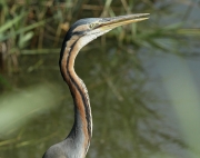 Agró roig (Ardea purpurea).