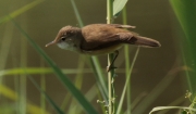 Balquer, rossinyol d'aigua (Acrocephalus arundinaceus)