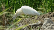 Martinet Ros (Ardeola ralloides).