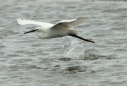 Martinet blanc.