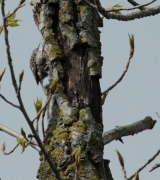 Raspinell comú  (Certhia brachydactyla)