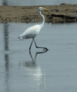 Agró blanc (Ardea alba).