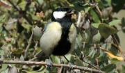 Mallerenga carbonera  (Parus major)