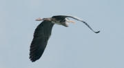 Bernat pescaire  (Ardea cinerea)