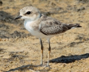 Corriol camanegre jove (Charadrius alexandrinus)