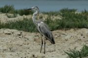 Bernat pescaire  (Ardea cinerea).