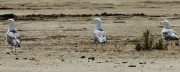 Gavià argentat (Larus michahellis)