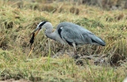 Bernat pescaire. Cruspint-sen un pollet de polla d’aigua.