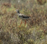 Gamba roja vulgar (Tringa totanus).