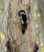 Picot garser gros (Dendrocopos major)