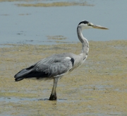 Bernat pescaire  (Ardea cinerea).