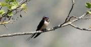 Oreneta vulgar (Hirundo rustica) + Vern (Alnus glutinosa)