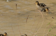 Pollets d'ànec collverd  (Anas platyrhynchos)