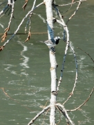 Cuereta blanca vulgar (Motacilla alba)