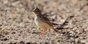 Cogullada vulgar (Galerida cristata)