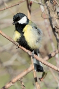 Mallerenga carbonera  (Parus major)