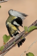 Mallerenga carbonera  (Parus major)