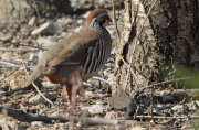 Perdiu roja (Alectoris rufa)