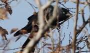 Gralla (Corvus monedula)