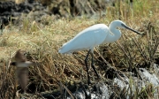 Martinet blanc (Egretta garzetta) Ardeidae