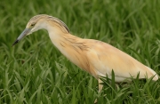 Martinet ros (Ardeola ralloides)