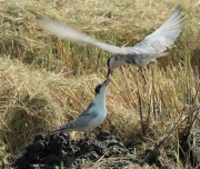 Fumarell carablanc amb plomatge d'hivern (Chlidonias hybridus)