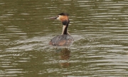 Cabussó emplomallat (Podiceps cristatus)