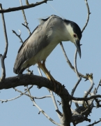 Martinet de nit (Nycticorax nycticorax).