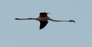 Flamenc rosat (Phoenicopterus roseus).