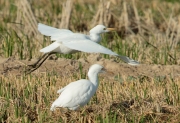 Esplugabous (Bubulcus ibis)