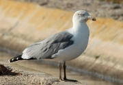 Gavià argentat (Larus michahellis)