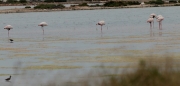 Flamenc rosat (Phoenicopterus roseus)