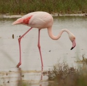 Flamenc rosat (Phoenicopterus roseus)